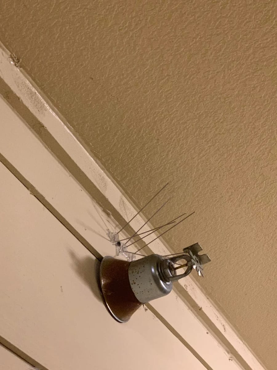 Bird spikes fastened to the structure above a sidewall sprinkler head under a residential eave