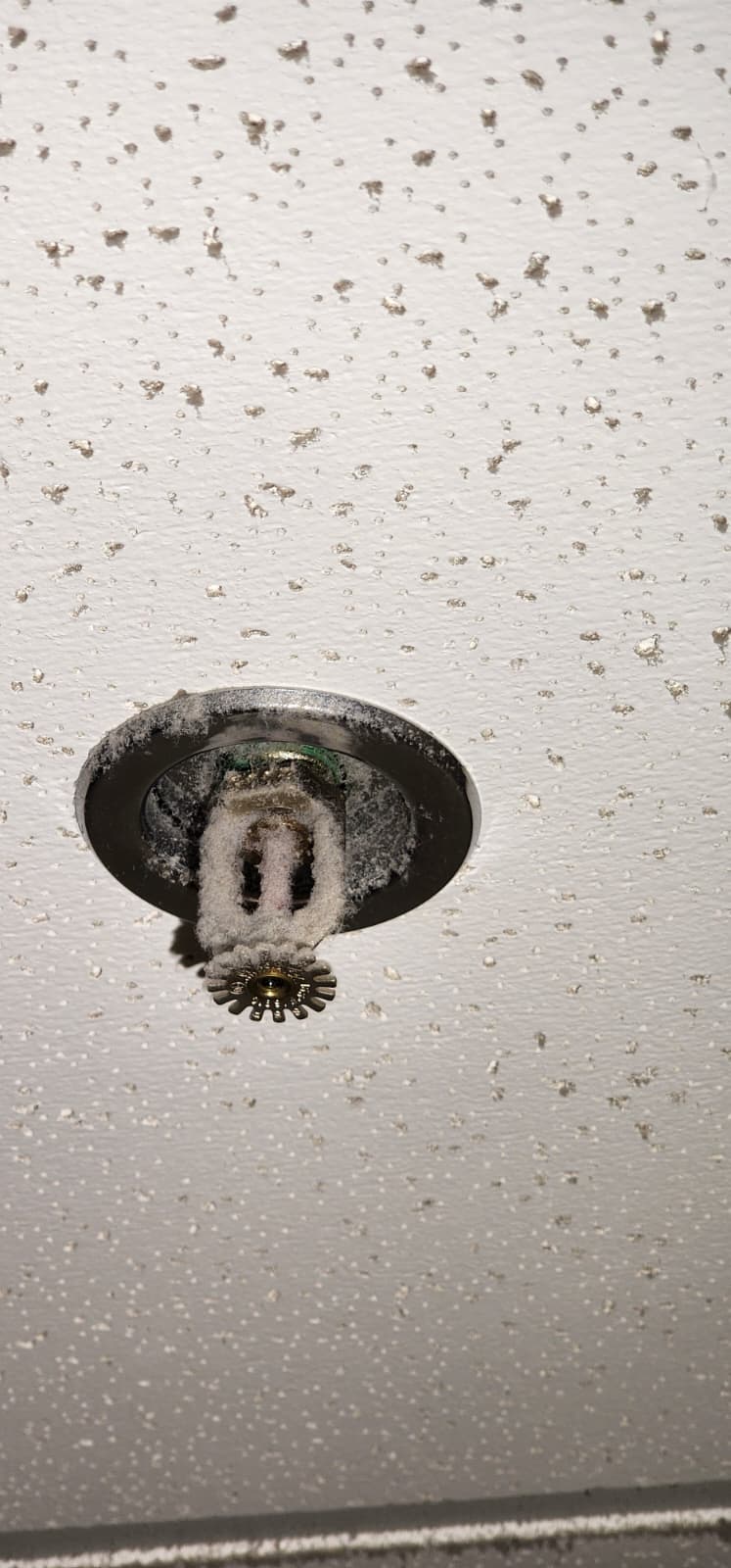 Recessed pendent sprinkler heavily coated with lint and dust over the operating element — an NFPA 25 loading deficiency