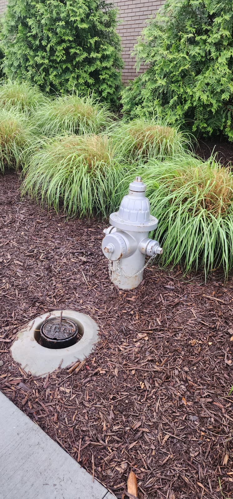 Gray-painted dry-barrel fire hydrant with two 2½ inch hose nozzles capped with chains and one larger pumper nozzle, installed in a mulched landscape bed next to a building with an adjacent valve-vault access cover (curb stop) at grade in front of the hydrant